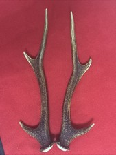 PAIR OF SIKA DEER ANTLERS 261g.   aprox. 31/31,5cm.