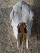 Cow Skull Cattle Skull Bone Taxidermy Trophy 2. Choice Without Horns