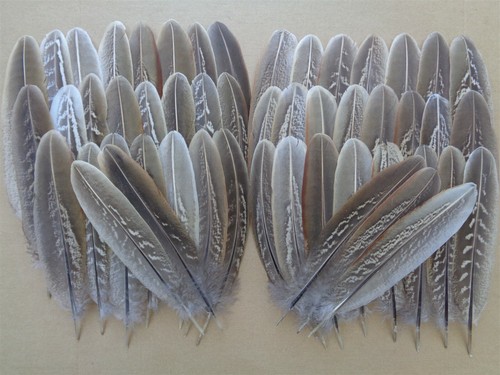 Cock pheasant wing feathers - pheasant,