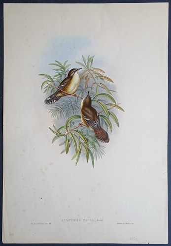 John gould birds ornithology - birds,
