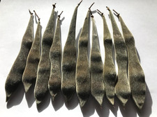 Fresh Wisteria Seeds - 10 Full
