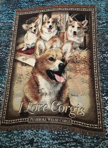Pembroke welsh corgi - corgi, 74