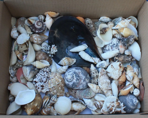 1kg mixed sizes species grades - 1kg,