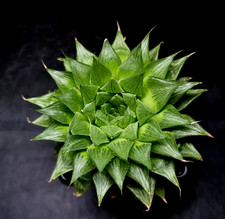Haworthia Arachnoidea Hybrid