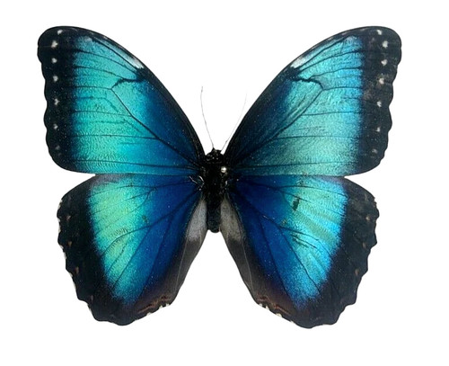 Morpho helenor papered - 5,