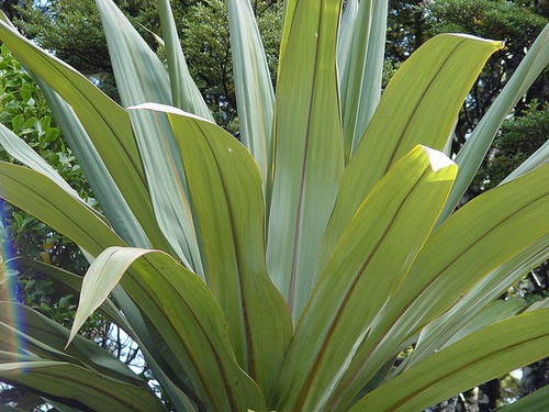 Blue dracaena cordyline - blue, dracaena,