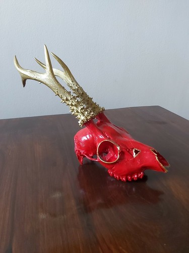 Roe buck deer skull - roe,