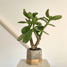 Jade money plant handmade - -,