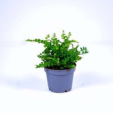 Nephrolepis cordifolia Lemon Button Fern 6cm Live Tropical Terrarium Plant Easy
