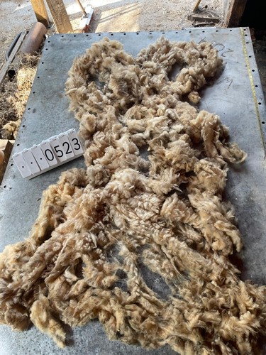 Norfolk horn raw unwashed - horn,