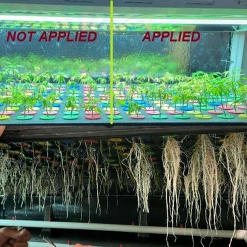 Fast acting rooting - fast-acting,