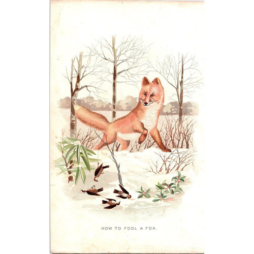 Fox trap birds 1897 original - trap,, birds,1897