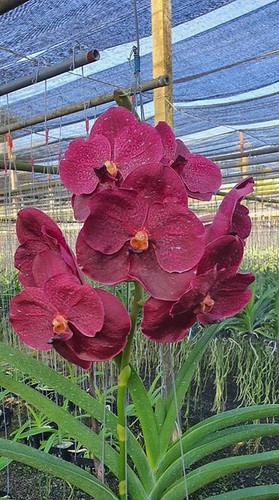 Rare vanda memoria ted carter - vanda,
