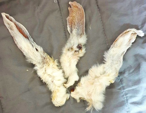 Hairy rabbit ears for dogs - rabbit,