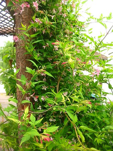 Large 9ft 10ft - inc., pot