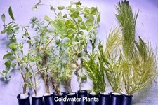 10 LIVE AQUARIUM AQUATIC COLD