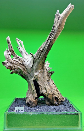 Large corbo root - large,