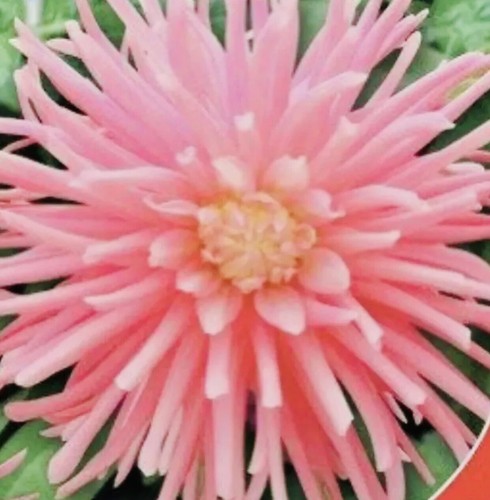 Zinnia dahlia large - zinnia,