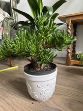 Large established succulent house plant, jade plant, money tree (excluding pot)