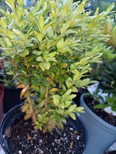 2 X bare root common boxwood/