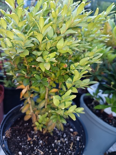 Bare root common boxwood - 2, x
