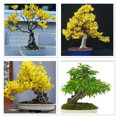 Forsythia flowers hardy - forsythia,