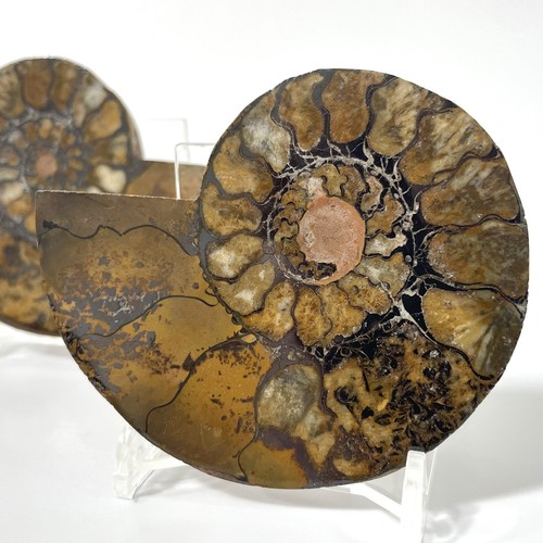 Large ammonite fossil pair - ammonite,