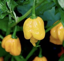 Rare!! 5 Trinidad Scorpion