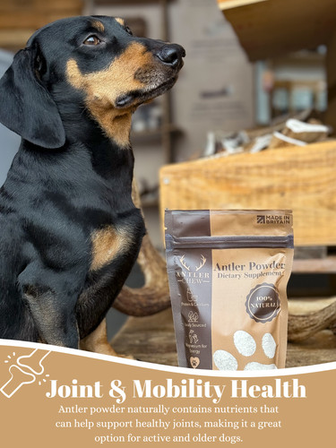 Deer antler powder - dogs, |