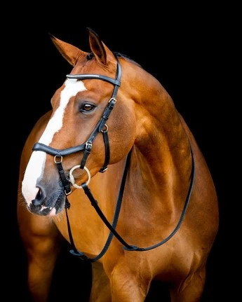Horseware micklem diamante - horseware,