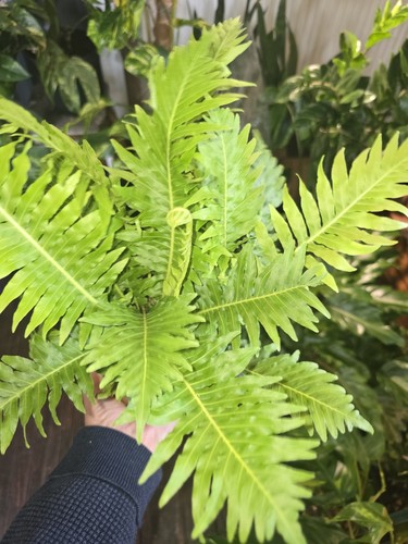 Beautiful silver lady fern - lady,