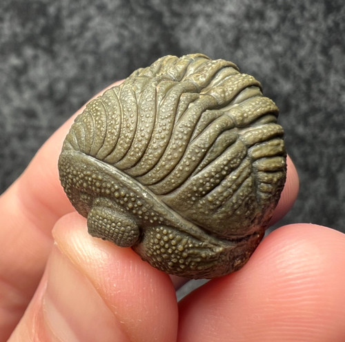 Moroccops trilobite fossil - moroccops, sp.