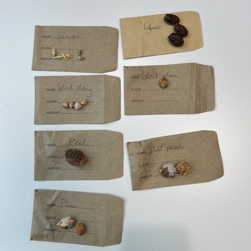Fruit tree seeds multi pack - seeds,