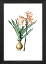 Amaryllis Coral Framed Wall