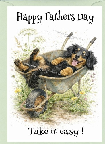 Dachshund longhaired dog - dachshund,