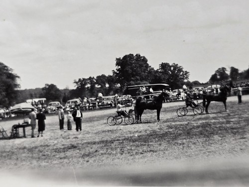 1946 vintage photo horse - vintage,