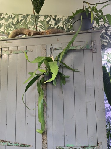 Epiphyllum frühlingsgold - xl, 'frühlingsgold'