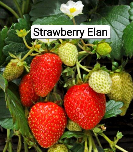 Med elan strawberry - ×6, plug