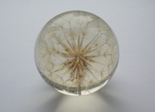 HAFOD GRANGE LARGE DANDELION