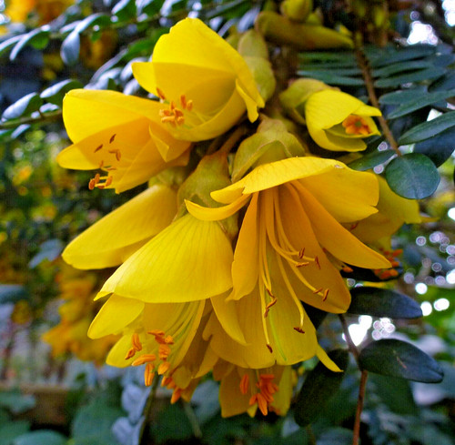 Sophora microphylla sun king - microphylla, king'