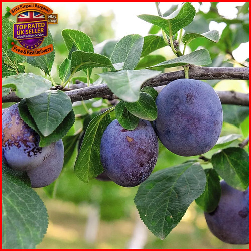 Potted dwarf plum fruit tree - fruit,