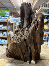 Large Mangrove 31-56cm Root