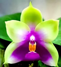 FRAGRANT Phalaenopsis bellina 'Borneo Green’ (stem prop) extremely rare