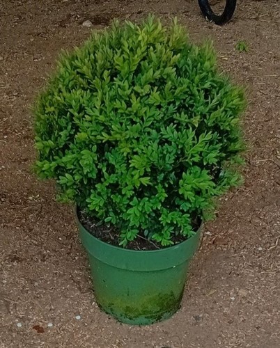 Buxus sempervirens common - buxus, (common