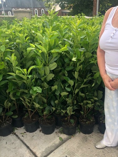 Cherry laurel hedging - cherry,