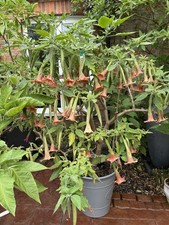 Brugmansia Artus Angels Trumpet Deep Red Flowers