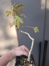 Oak bonsai tree - ,
