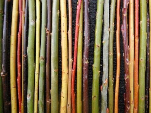 Willow cuttings mixed - x,