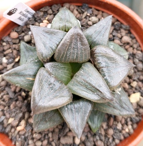 Haworthia mirabilis var badia - mirabilis, var.
