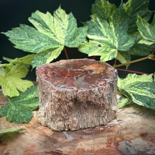 Petrified fossil wood - fossil, stump